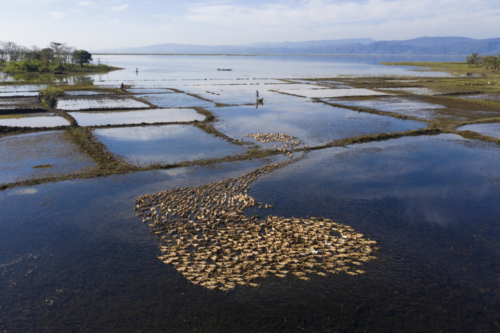 Thousands of ducks herded von Azim Khan Ronnie