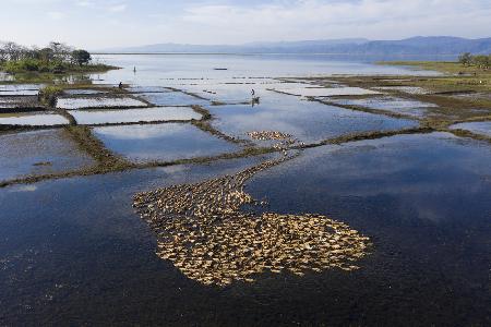 Thousands of ducks herded