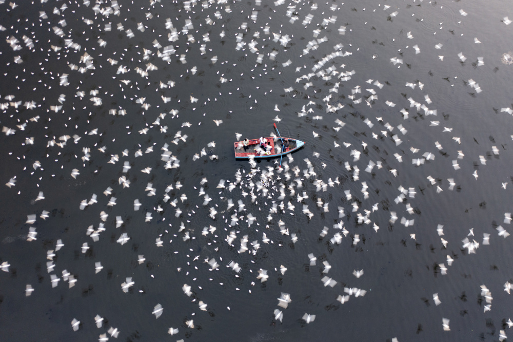 Thousands of migratory birds around the boats for feeding von Azim Khan Ronnie