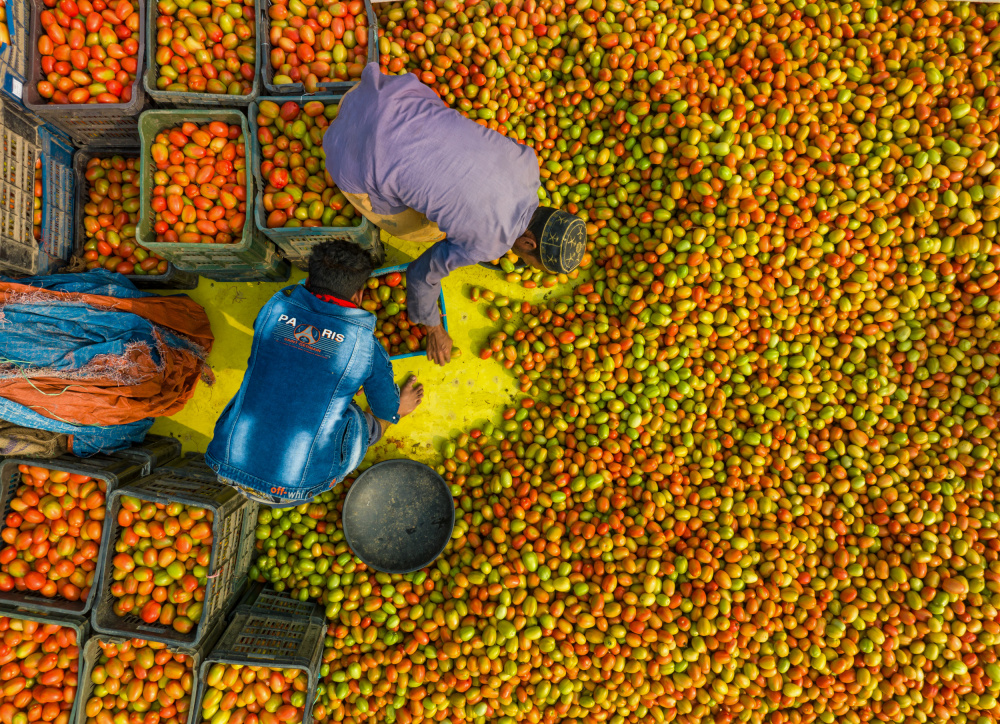 Harvesting tomato von Azim Khan Ronnie