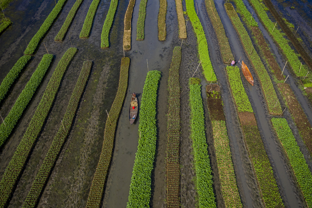 Traditional floating vegetable garden von Azim Khan Ronnie