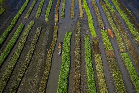 Traditional floating vegetable garden