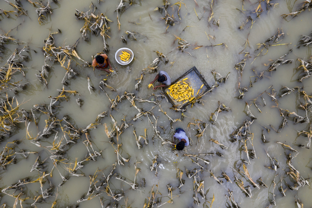 Flood water has damaged crops von Azim Khan Ronnie