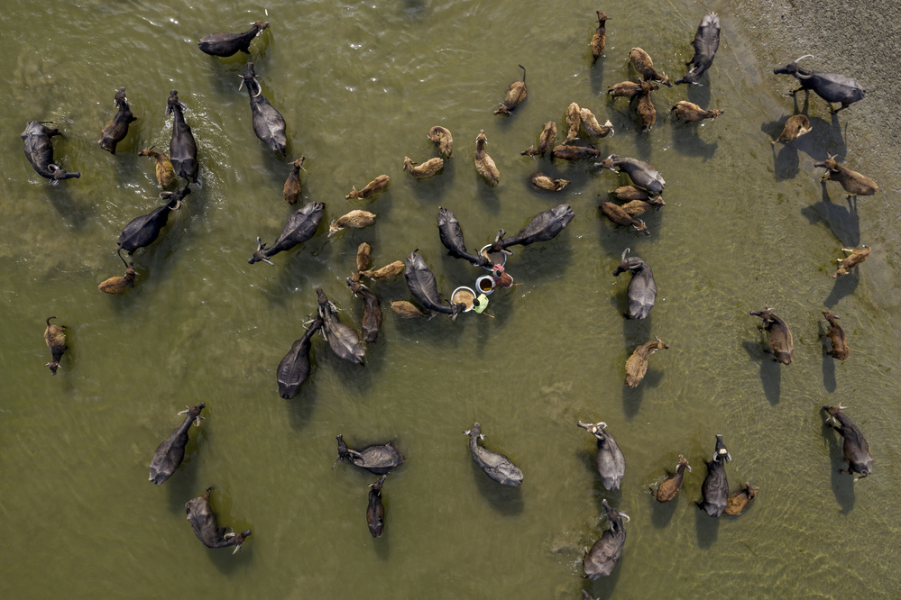 Cattle bath in river von Azim Khan Ronnie