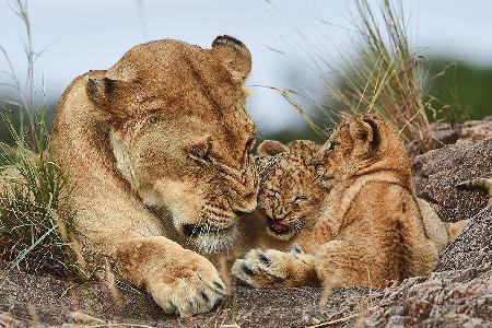 Nostalgia lioness with cubs