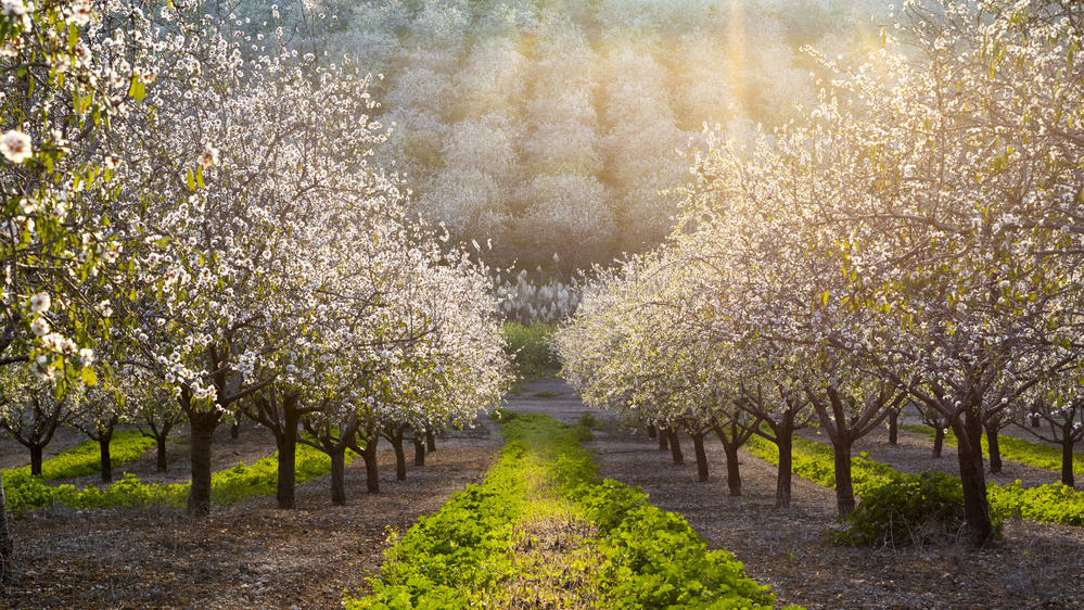 Golden Almonds von Azriel Yakubovitch