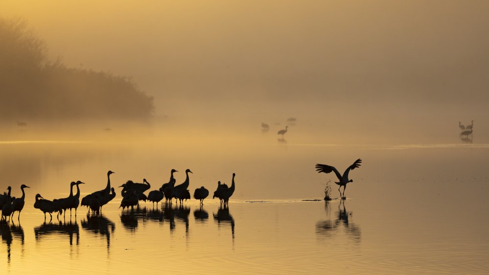 Gold Morning von Azriel Yakubovitch