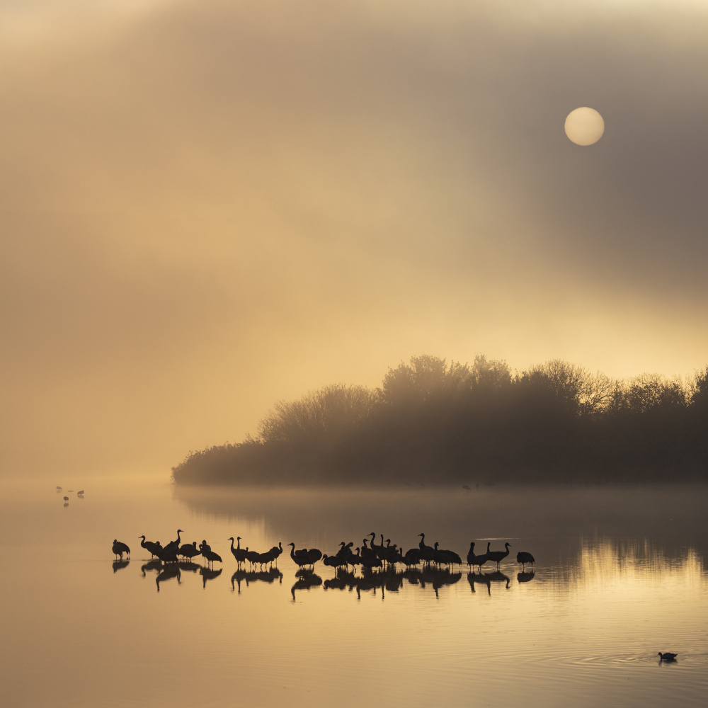 Gilded pond von Azriel Yakubovitch