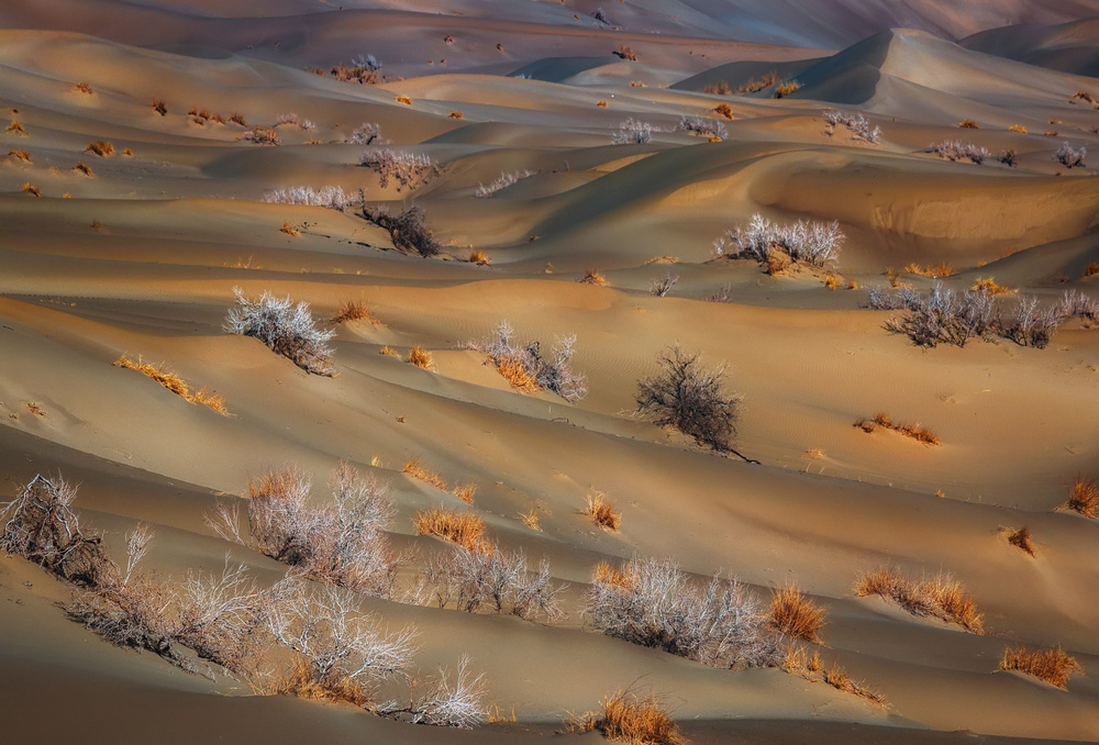 coppice in desert von Babak Mehrafshar EFIAP (Bob)