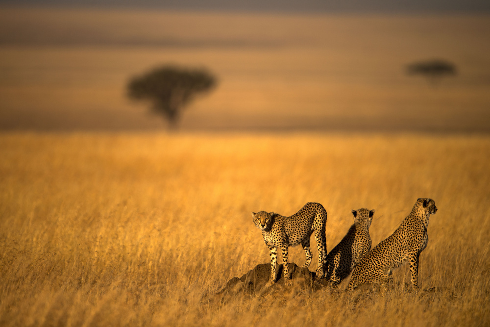 Landsape of Cheetah von Bahaadeen Al Qazwini