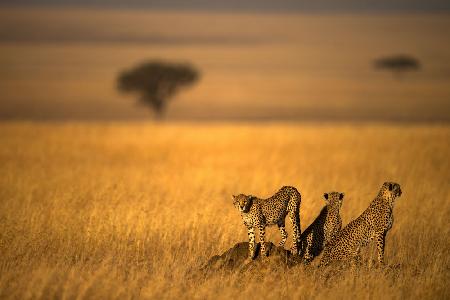 Landsape of Cheetah