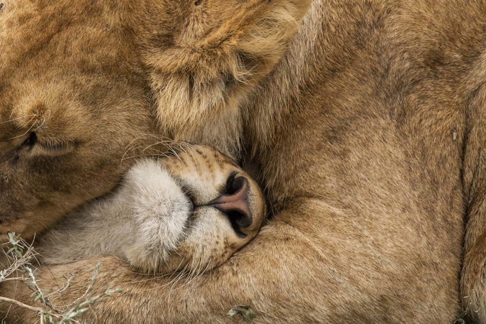 Lion Love von Bahaadeen Al Qazwini