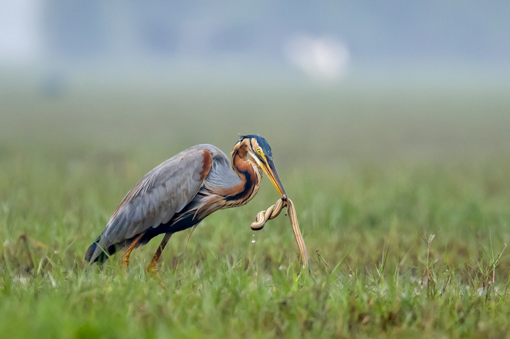 Purple Heron with its catch von BALASUBRAMANIAN GV