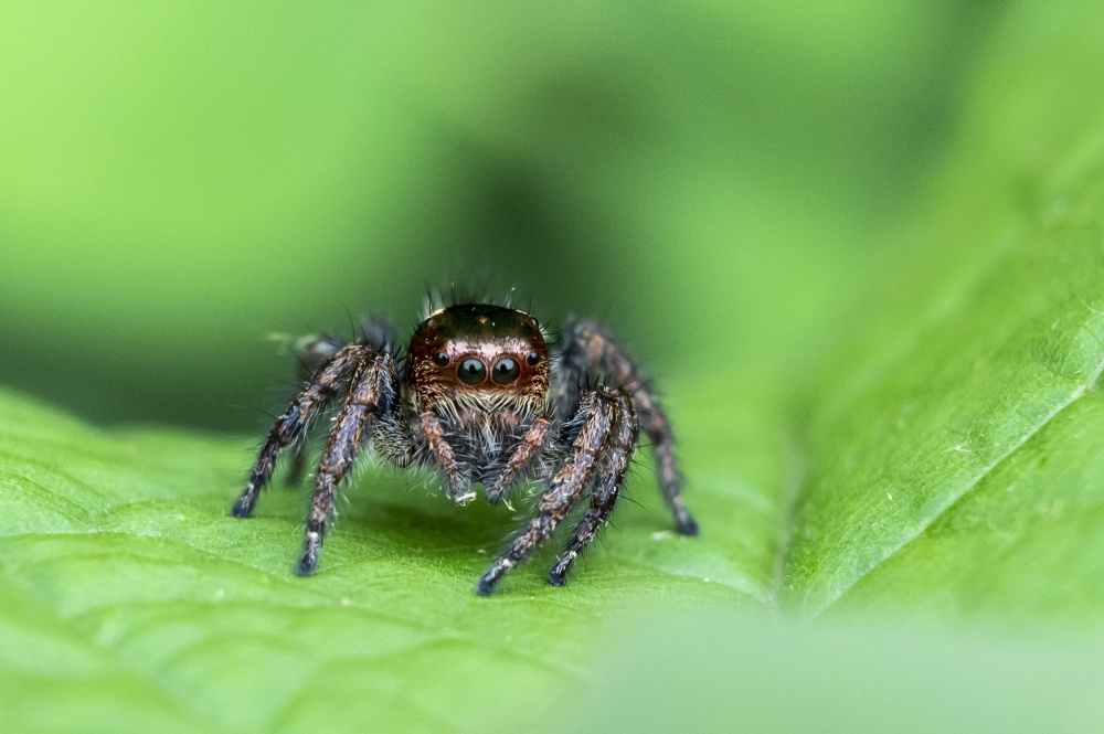 Jumping Spider von BALASUBRAMANIAN GV