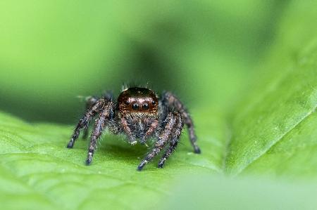 Jumping Spider