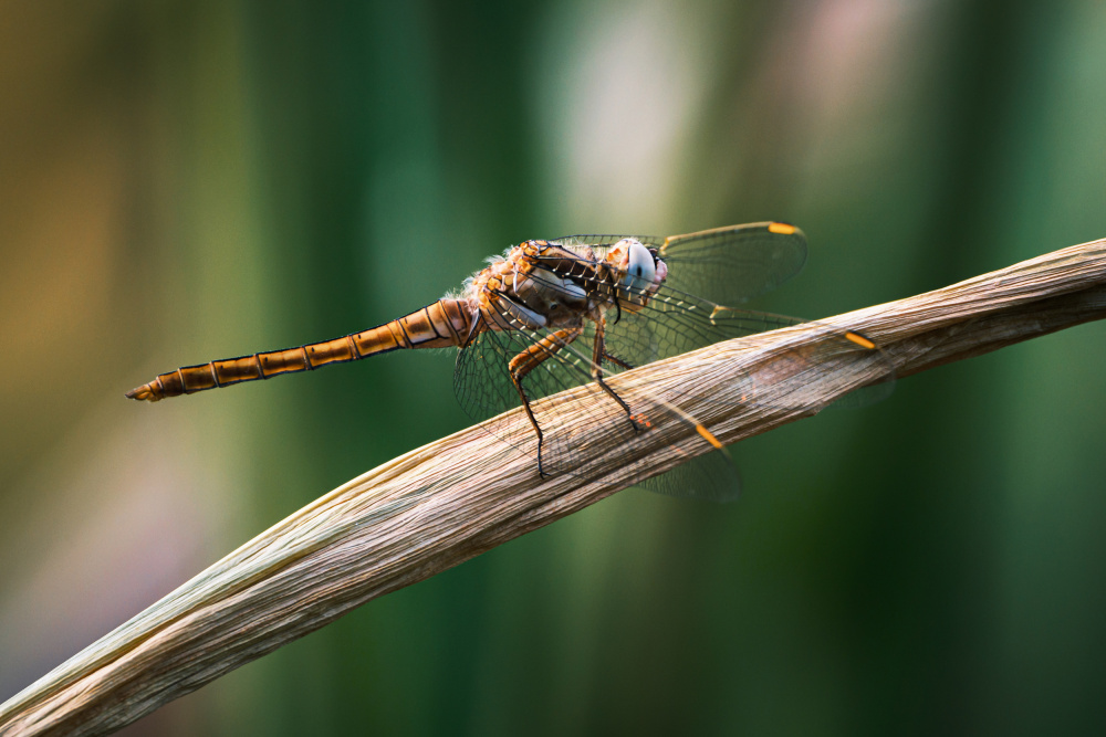 Dragonfly von Balázs Lukácsi