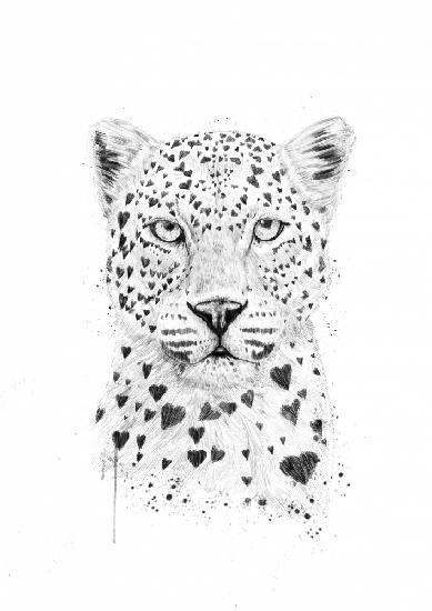 Lovely leopard