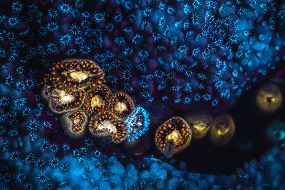 Anemone and Fluorescent Coral von Barathieu Gabriel