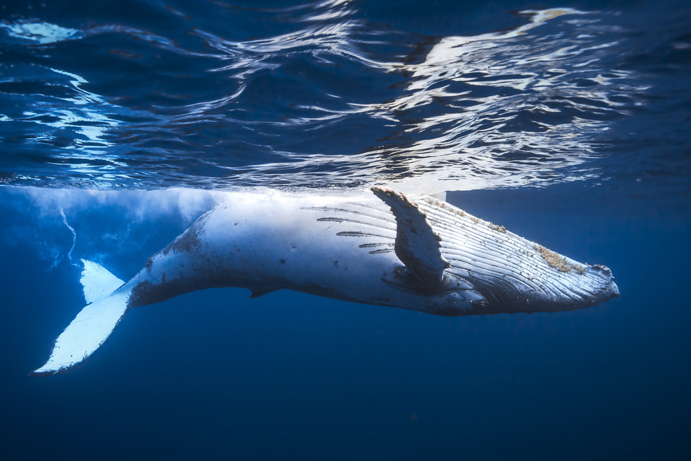 On the surface of the water: a humpback whale von Barathieu Gabriel