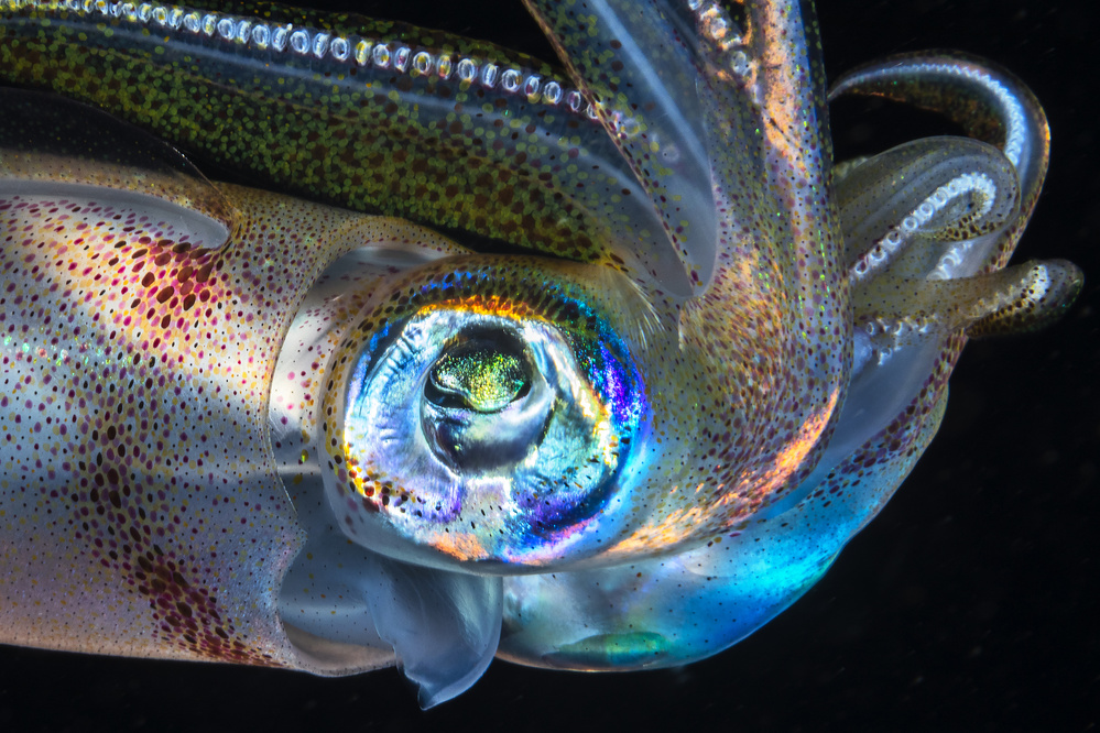 Eye of Squid von Barathieu Gabriel