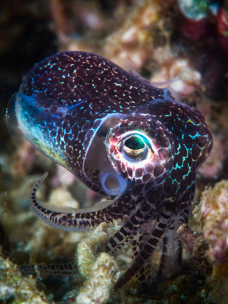 Baby cuttlefish von Barathieu Gabriel