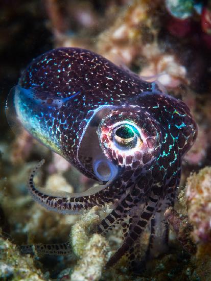 Baby cuttlefish