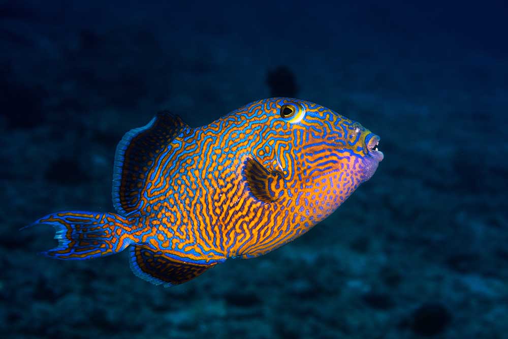 Blauer Drückerfisch von Barathieu Gabriel