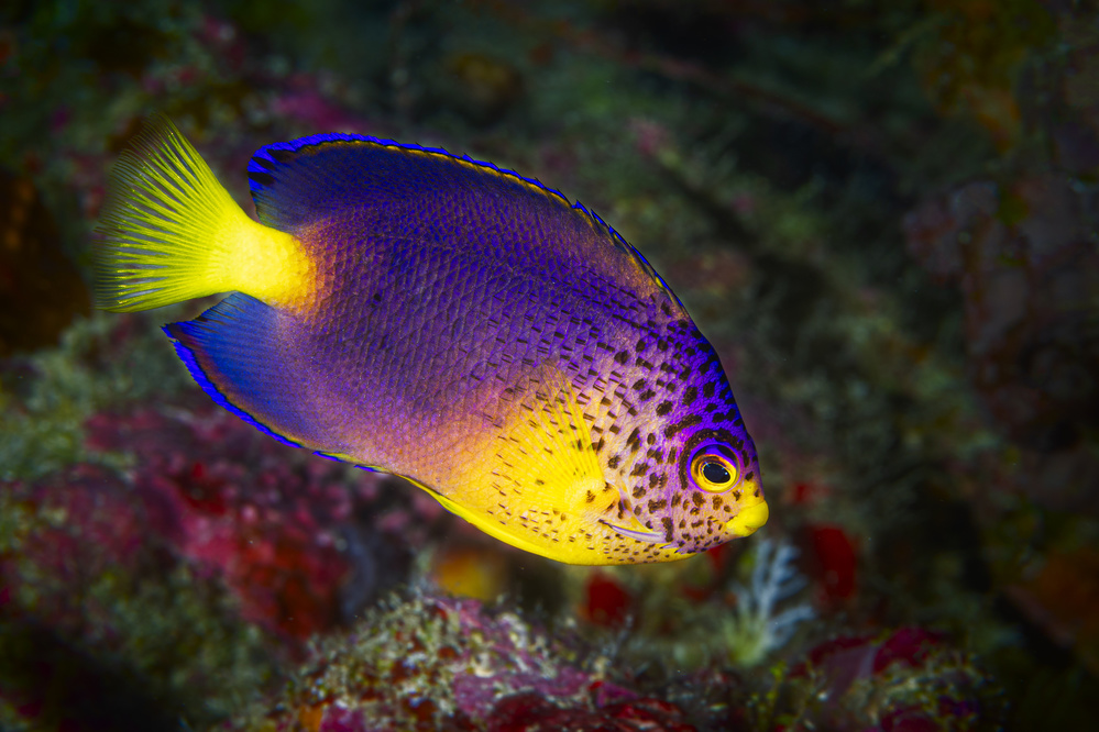 Blue Mauritius angelfish von Barathieu Gabriel