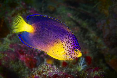 Blue Mauritius angelfish