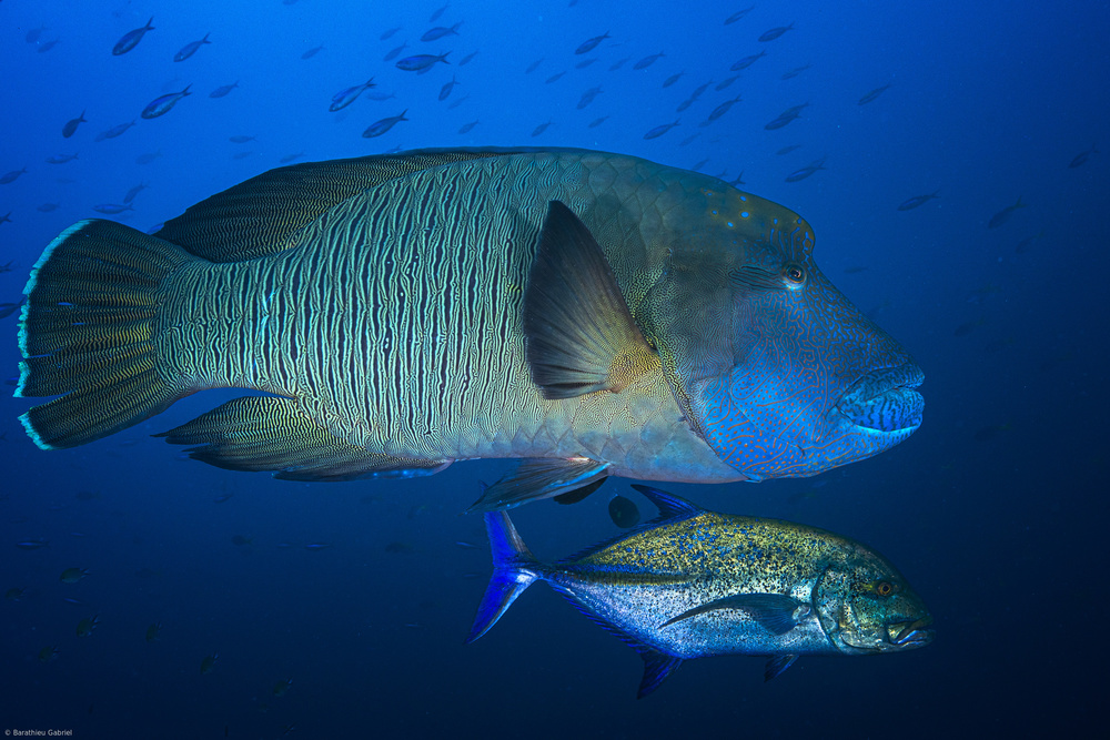 Humphead wrasse von Barathieu Gabriel