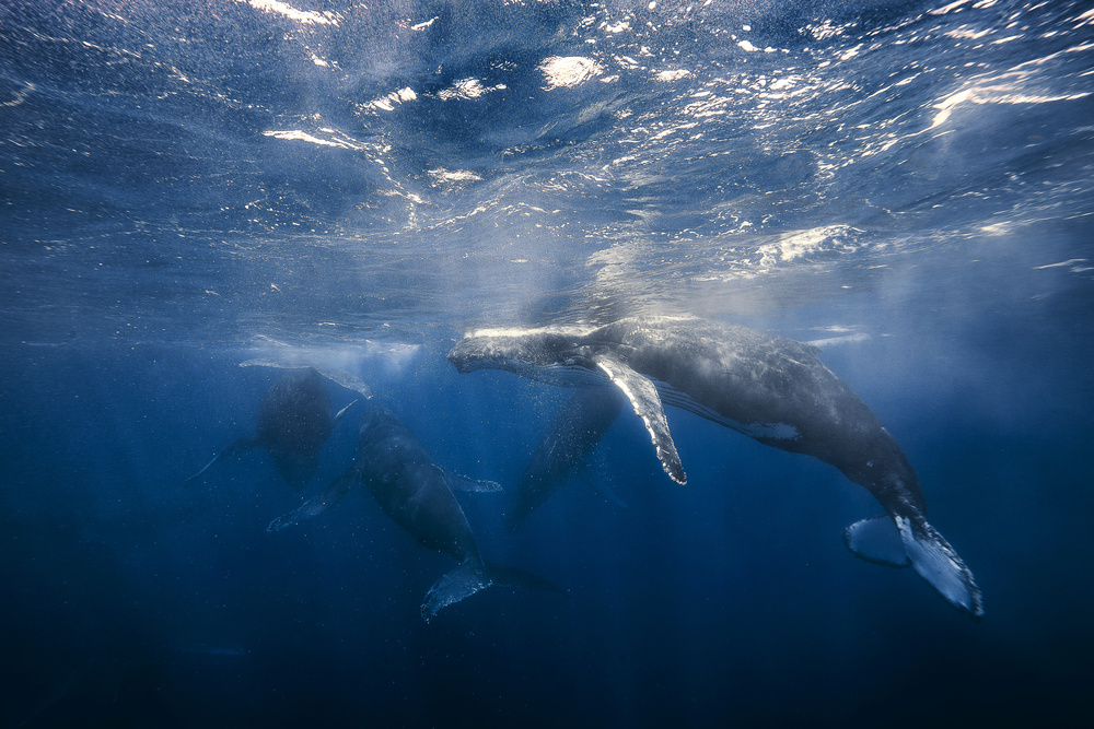 Humpback Whale von Barathieu Gabriel