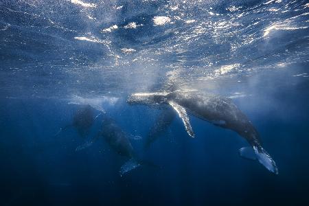 Humpback Whale