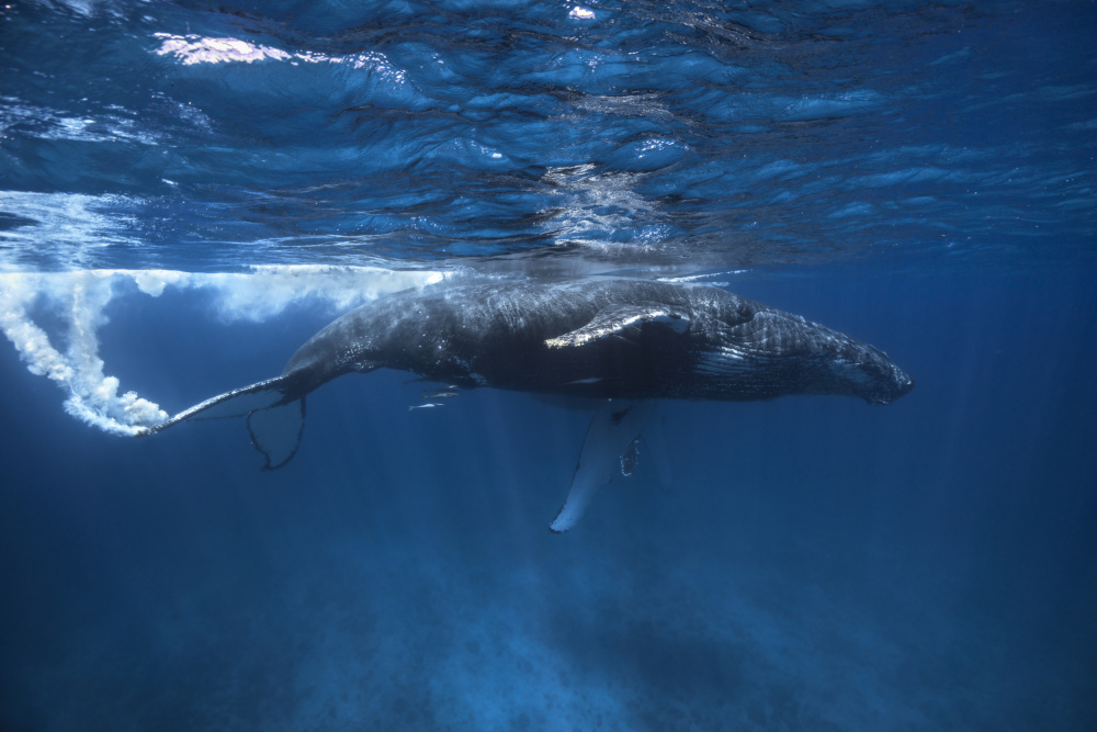 Humpback whale on the Iris bank von Barathieu Gabriel