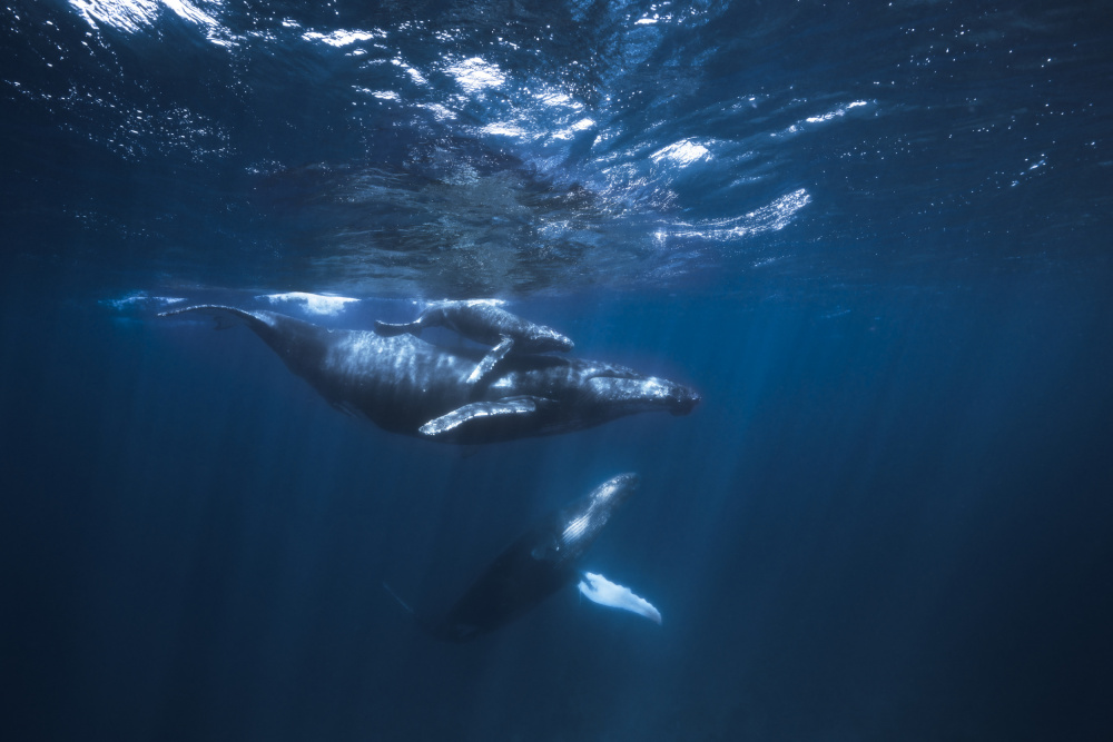 Humpback Whale on the blue von Barathieu Gabriel