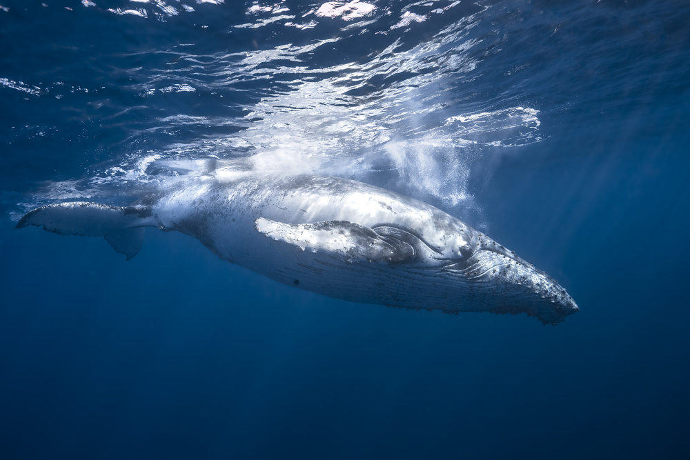 Humpback whale of Réunion Island von Barathieu Gabriel