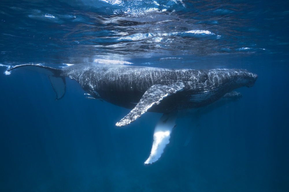 Humpback Whale Escort von Barathieu Gabriel