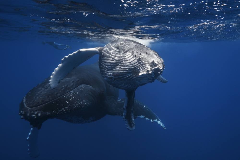 Humpback Whale family von Barathieu Gabriel