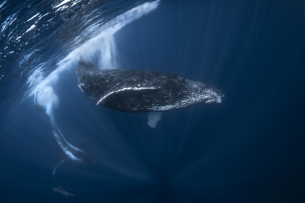 Humpback whale in active group von Barathieu Gabriel