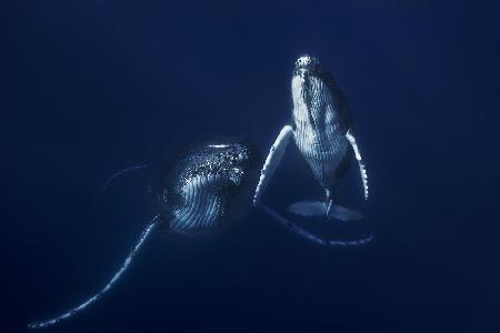 Humpback whale mother and calf