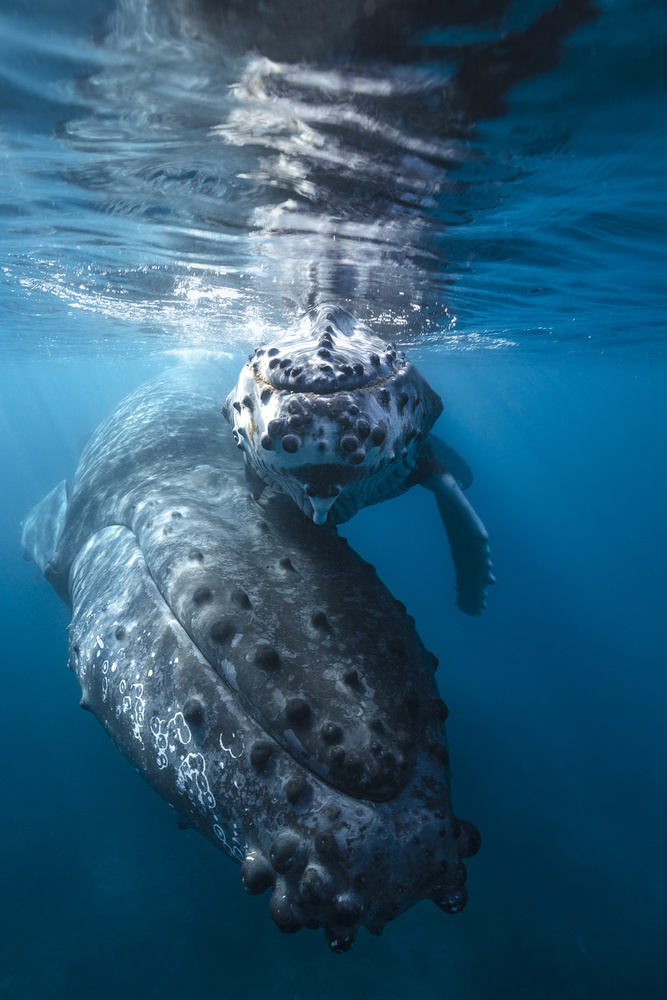 Humpback whale and calf von Barathieu Gabriel