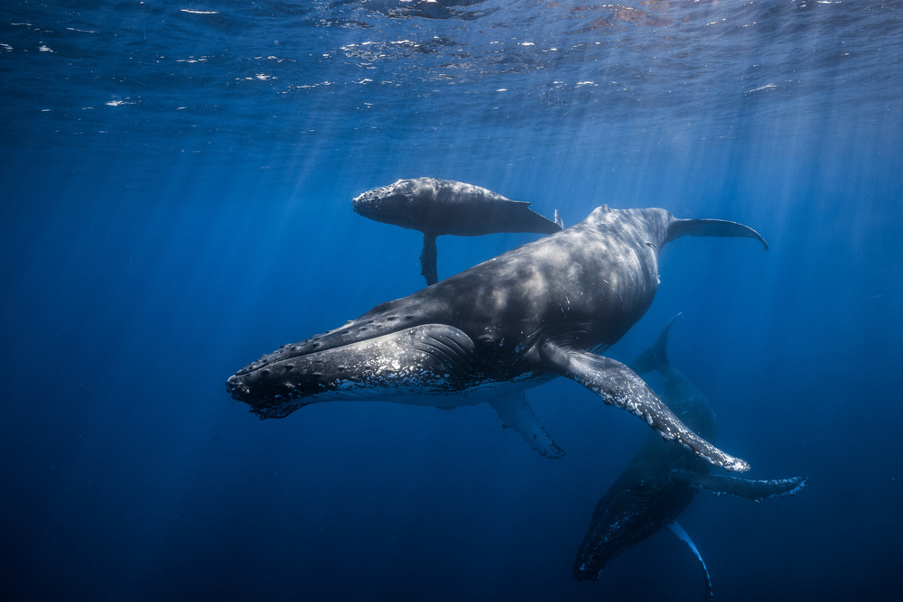 Humpback whale family von Barathieu Gabriel