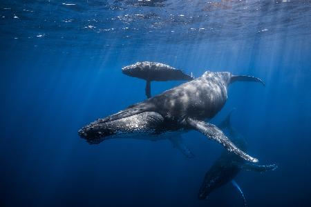 Humpback whale family