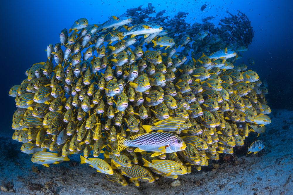 Cape Kris school of sweetlips von Barathieu Gabriel