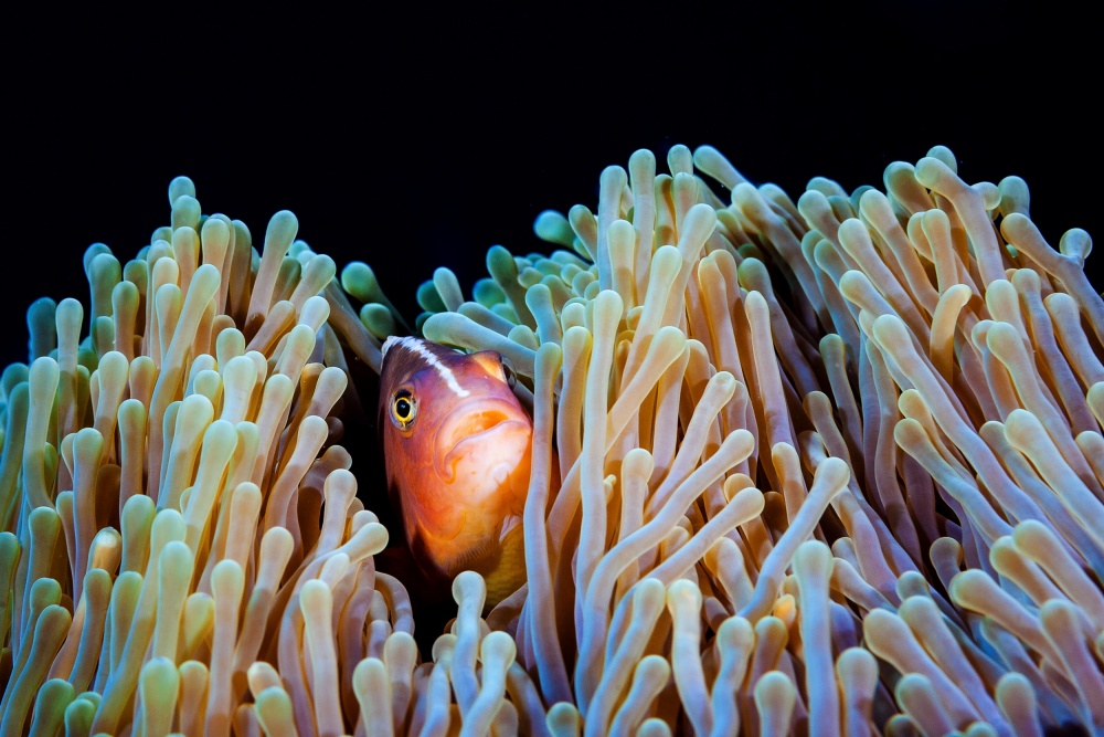 Clownfish von Barathieu Gabriel