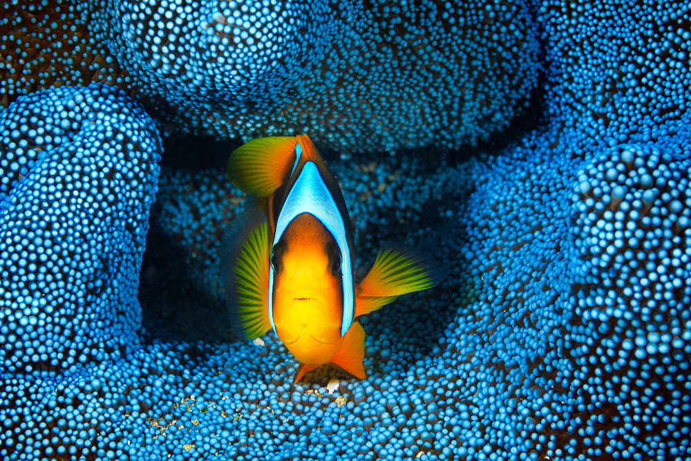 Clownfish in blue anémon von Barathieu Gabriel