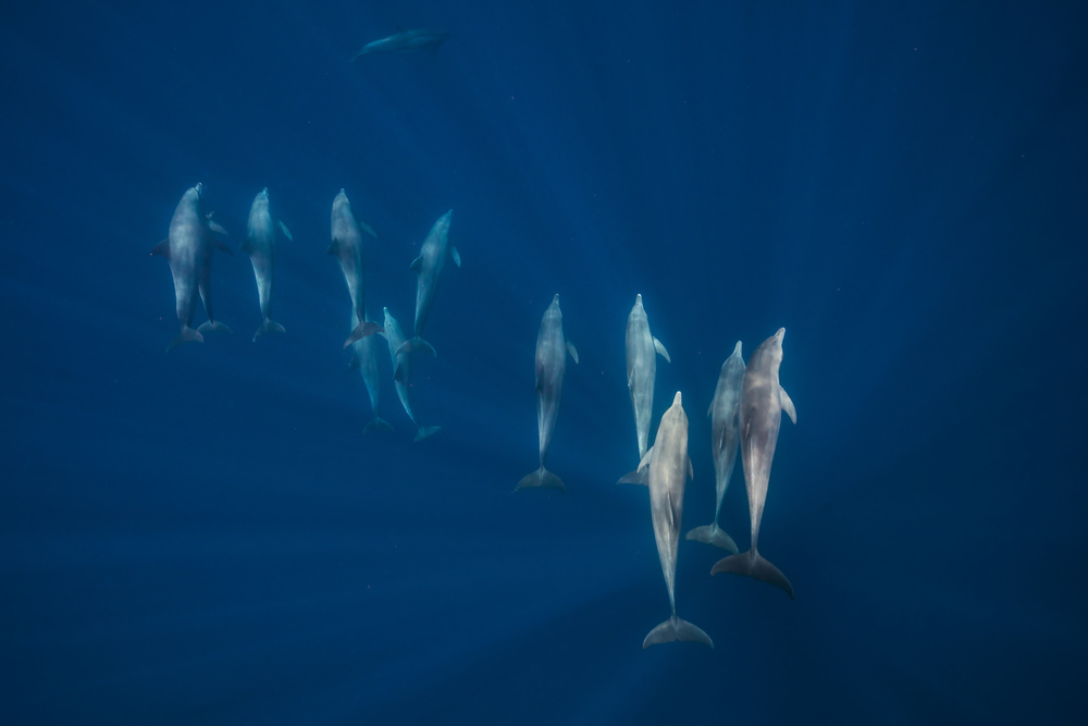 Dolphin group von Barathieu Gabriel