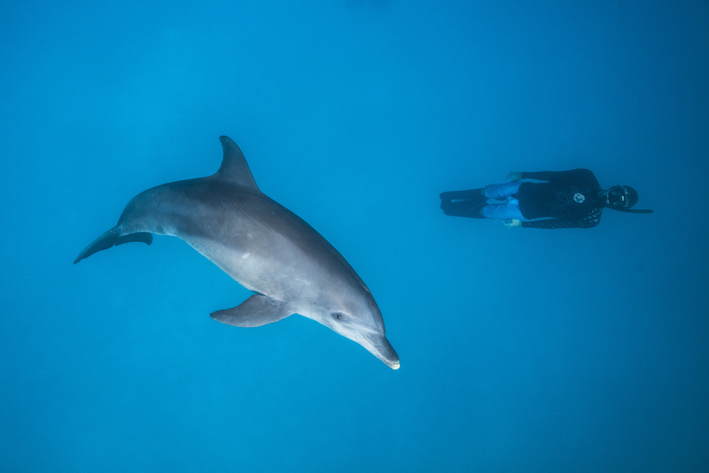 Dolphin and freediver von Barathieu Gabriel