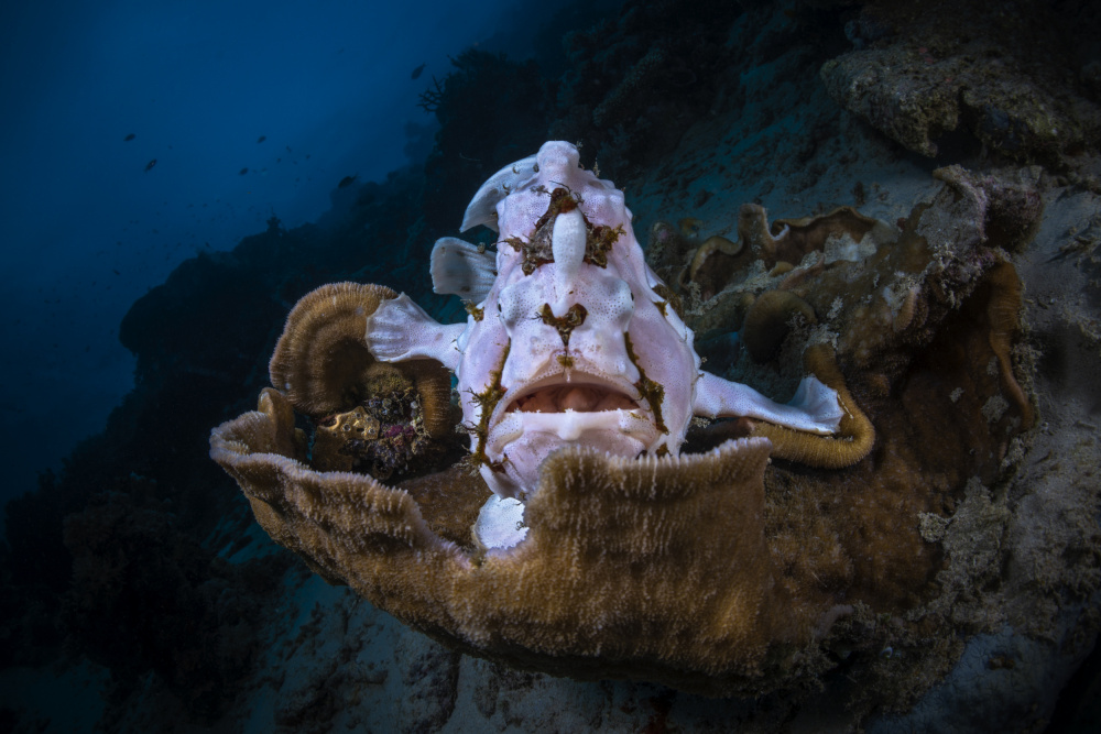 The Frogfish Trone von Barathieu Gabriel