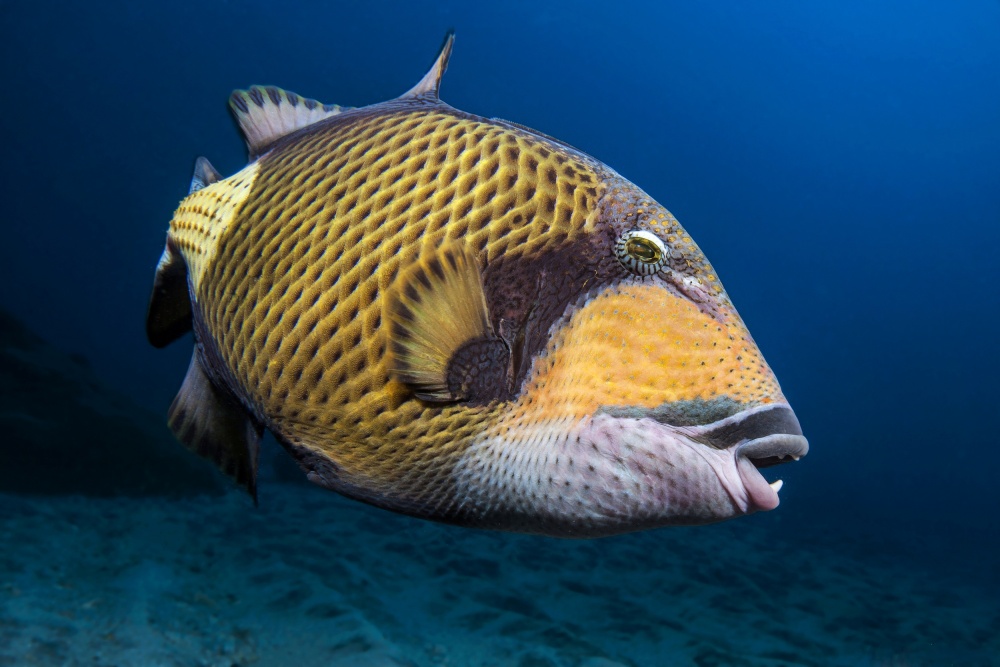 Triggerfish von Barathieu Gabriel