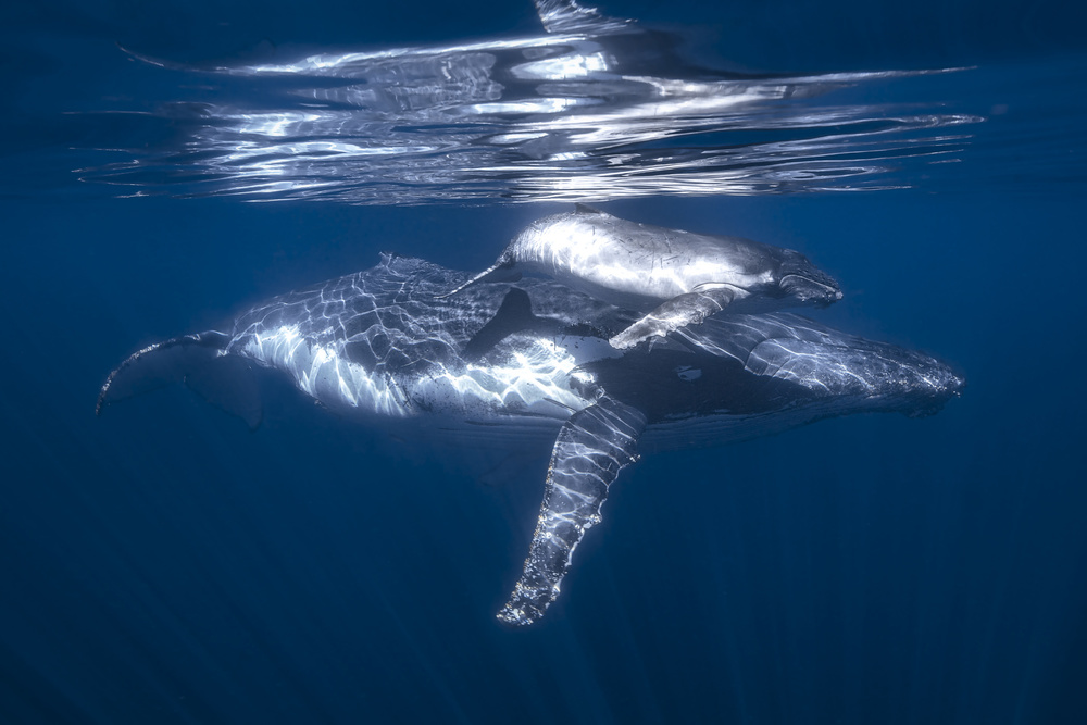 A humpback whale and its calf von Barathieu Gabriel